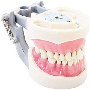 Dental casts